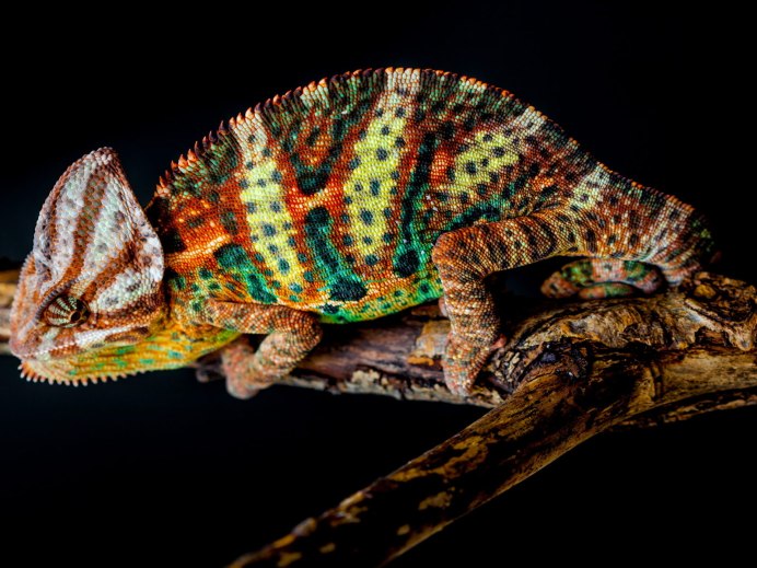 Lost Chameleon