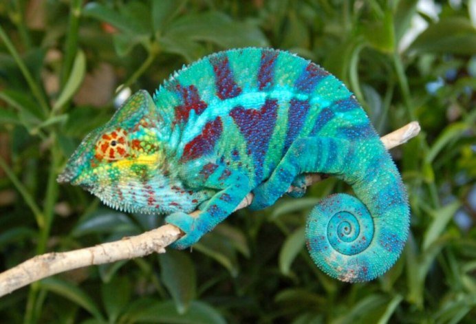 Пантеровый хамелеон Furcifer pardalis