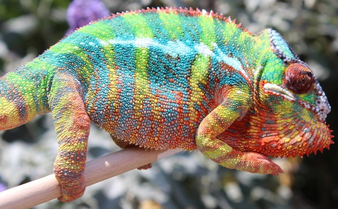 Род: Furcifer