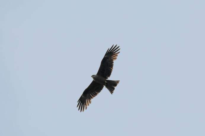 Зимняк (Buteo lagopus)