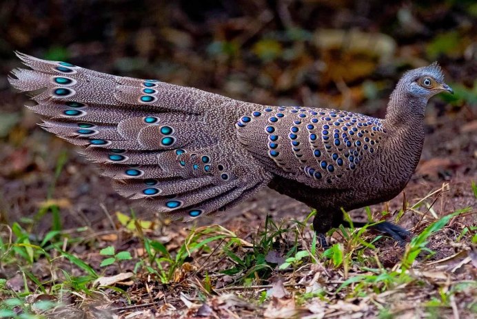 Зелёный фазан / Phasianus versicolor
