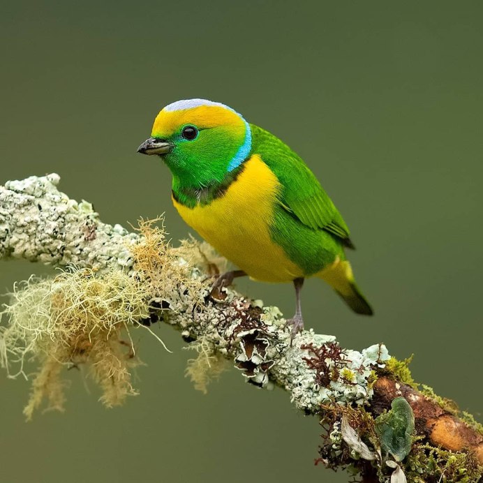 Ожереловый попугай зеленый