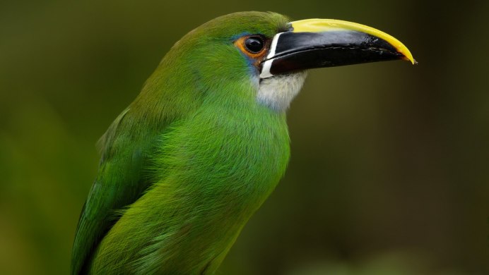 Серо-зеленая птичка Подмосковья