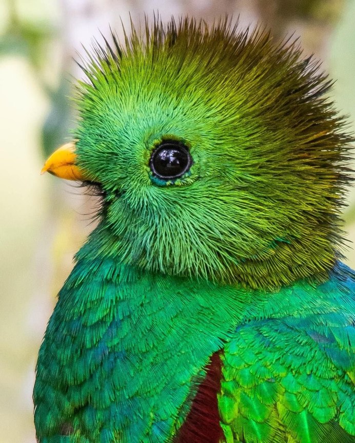 Колибри Heliodoxa schreibersii