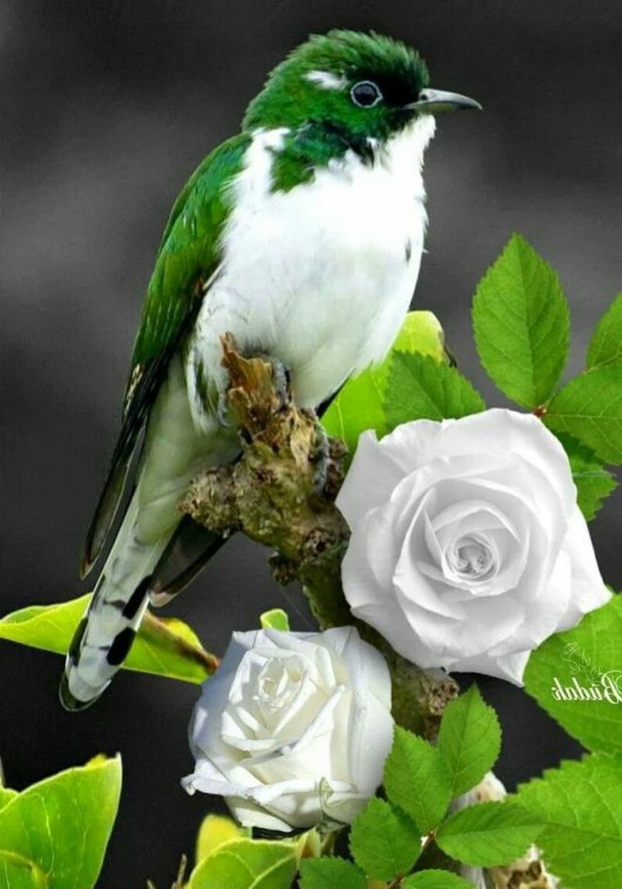 Мадагаскарские птицы