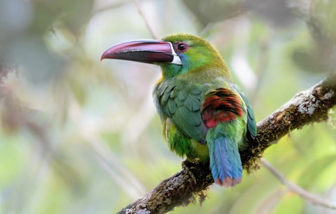 Красивый зеленый