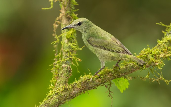 Турако Ливингстона