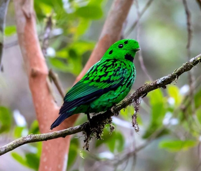 Синебрюхий зелёный рогоклюв