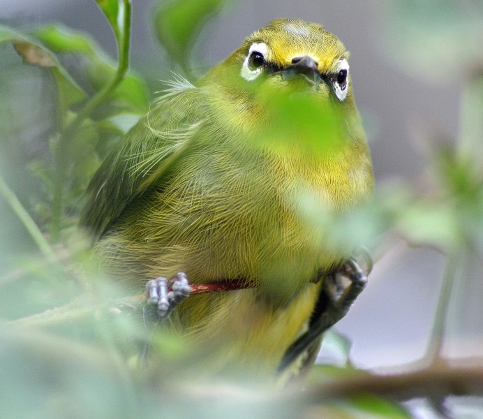 Синеголовая танагра