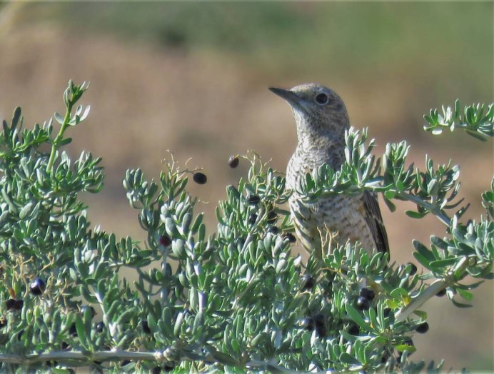 Solitarius