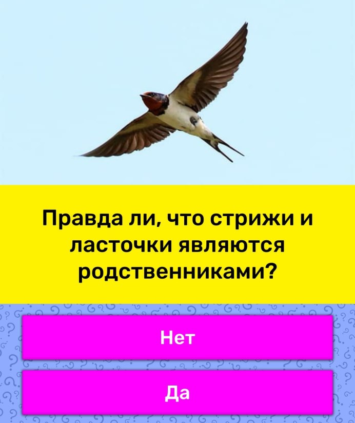 Стрижи птицы в Астрахани