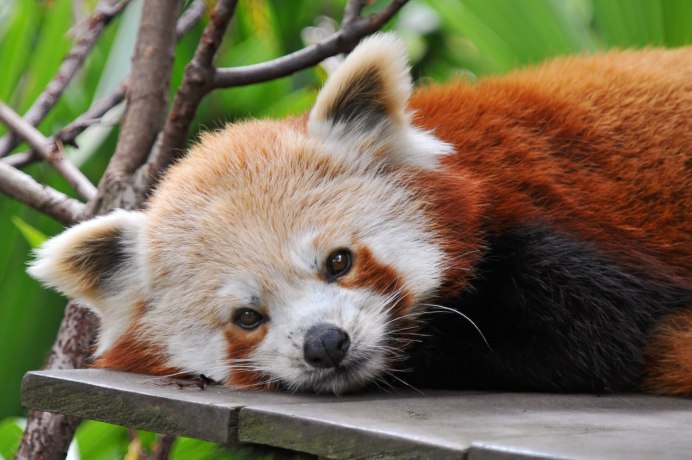 Малая Панда (Ailurus Fulgens