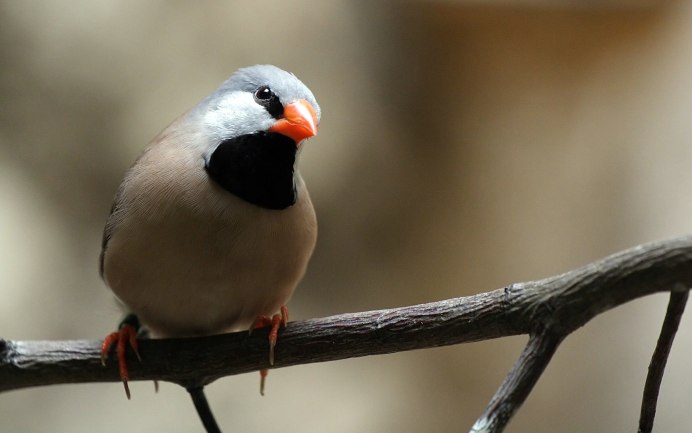 Австралийский Кулик-сорока / Haematopus fuliginosus