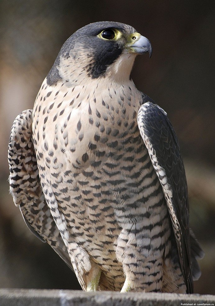 Сапсан Falco peregrinus