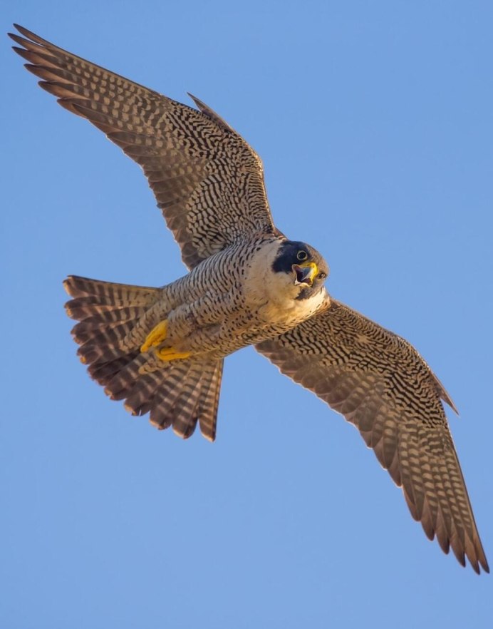 Сокол-Сапсан (Falco peregrinus)