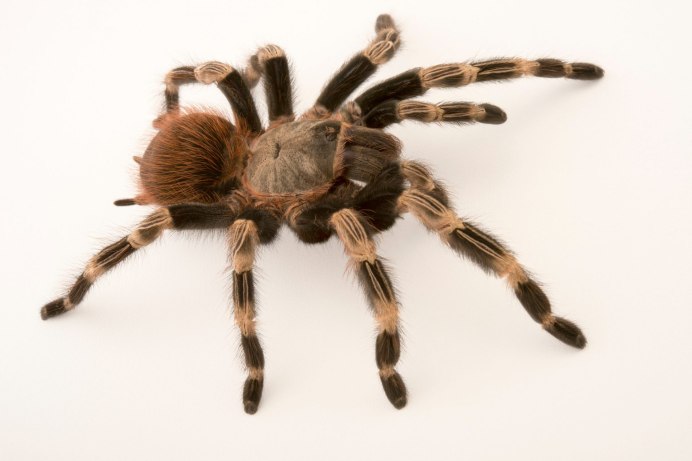 Тарантул Heteroscodra maculata