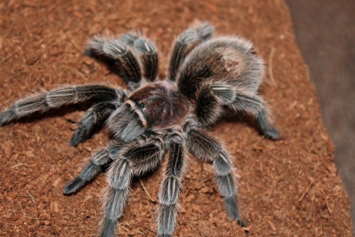 Leucorchestris arenicola