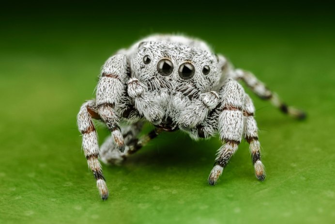Паук Poecilotheria regalis