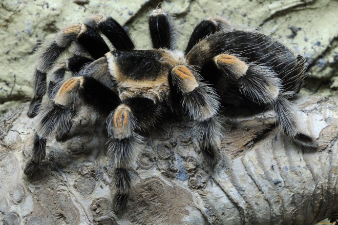 Птицеед Nhandu chromatus