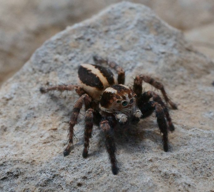 Паук-птицеед Heteroscodra maculata