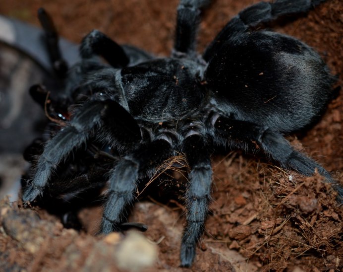 Паук Grammostola pulchra
