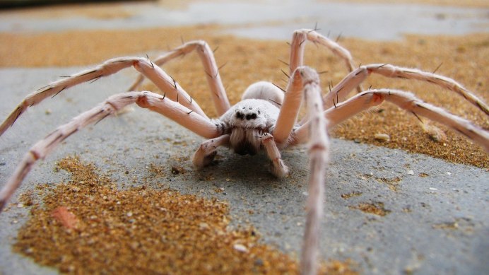 Паук-птицеед геникулята Acanthoscurria geniculata