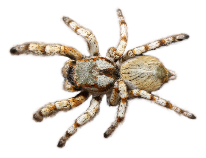 Leucorchestris arenicola
