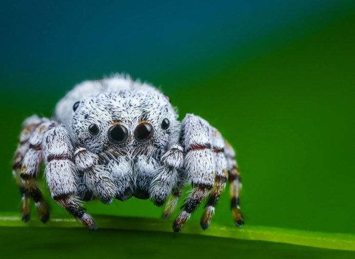 Тарантул Aphonopelma