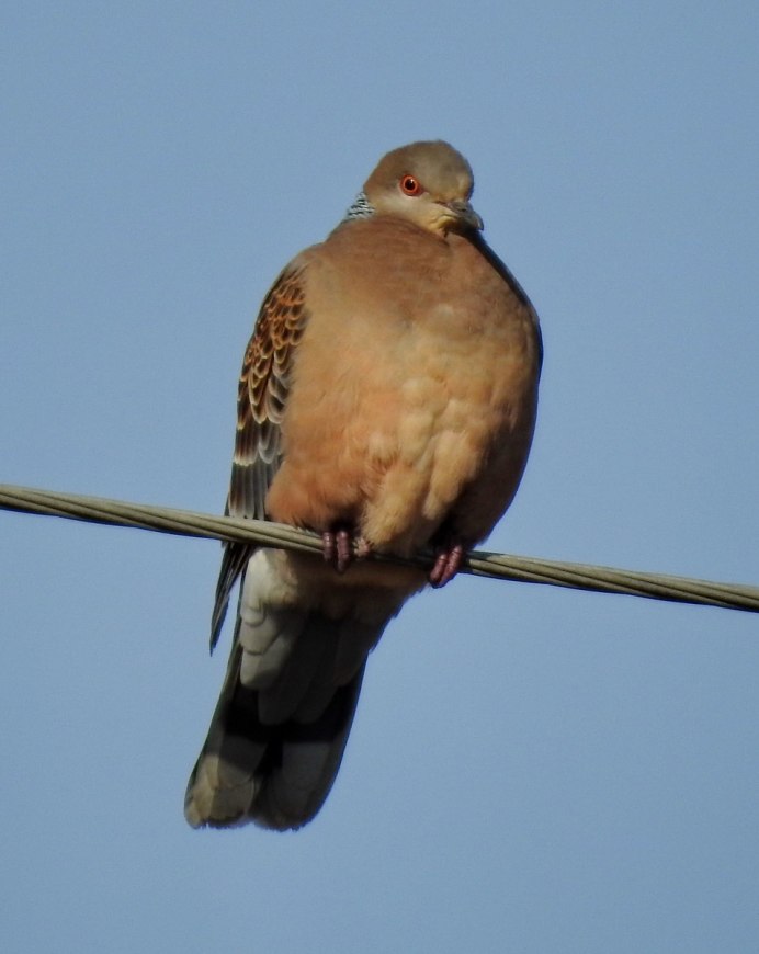 Зеленокрылая Горлица