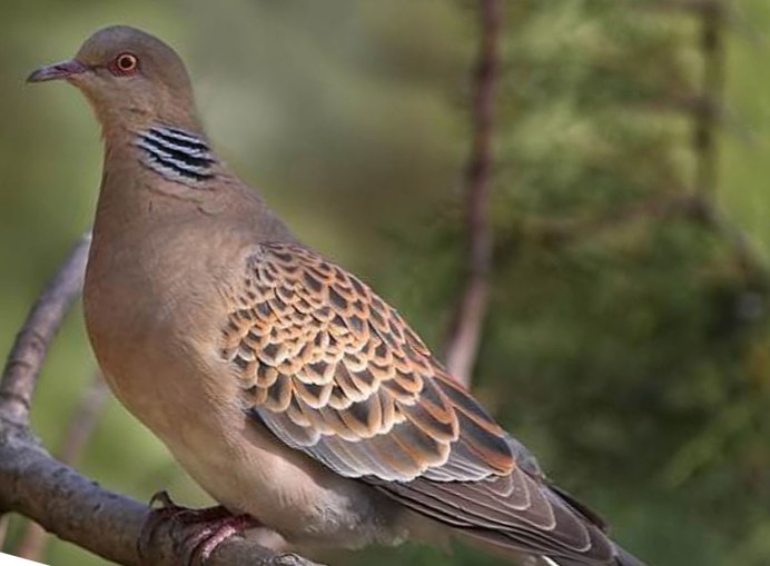 Кольчатая Горлица Streptopelia decaocto