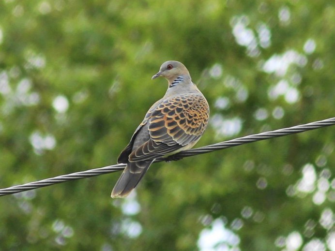 Горлица большая Сибирская