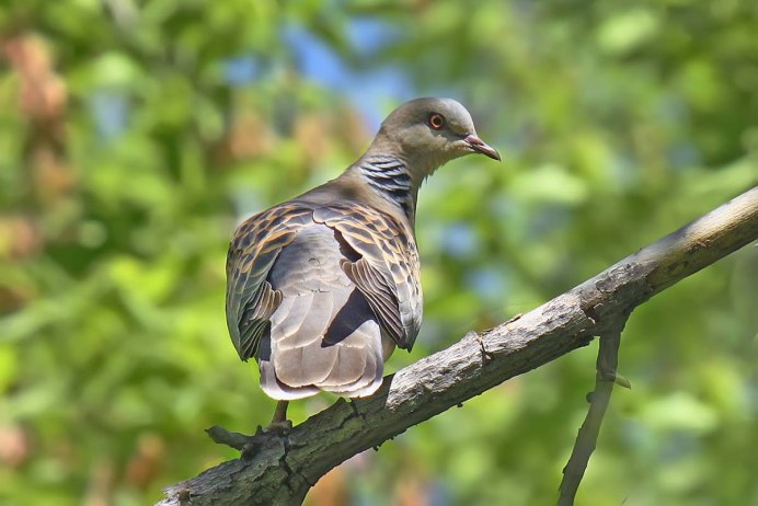 Streptopelia orientalis