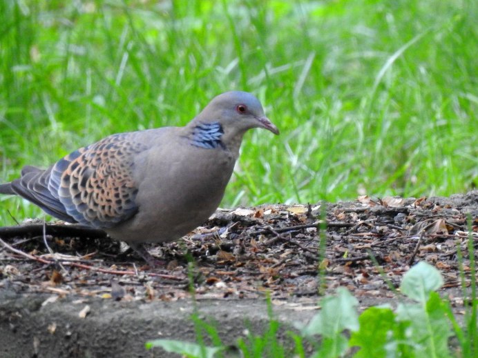 Птица года Горлица