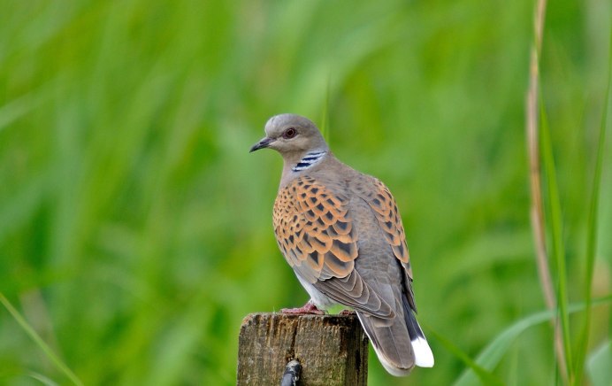 Обыкновенная Горлица самец