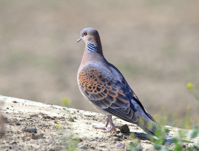 Горлица большая (Streptopelia orientalis)