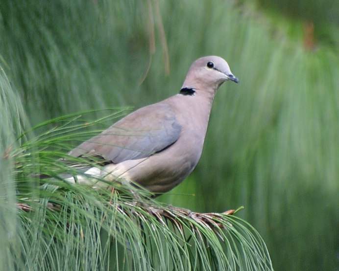 Горлица большая (Streptopelia orientalis)