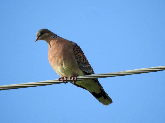 Обыкновенная Горлица (Streptopelia Turtur)