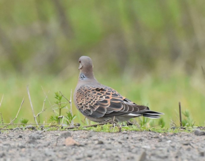 Горлица большая (Streptopelia orientalis)