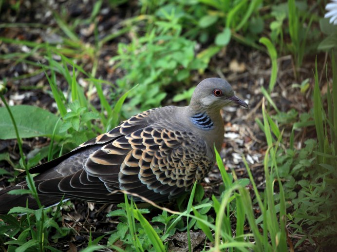 Восточносибирская Горлица
