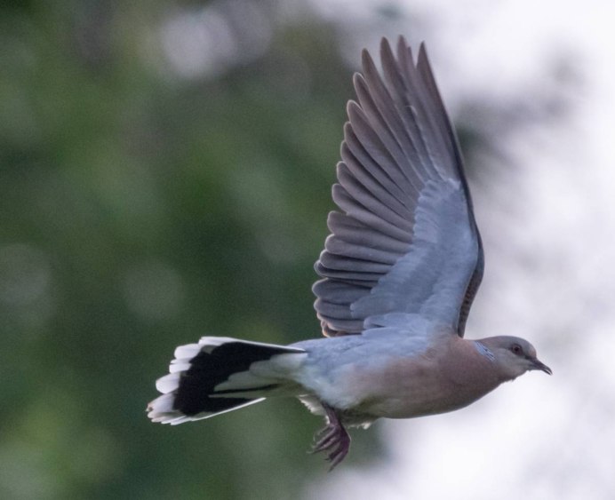 Птица Горлица обыкновенная