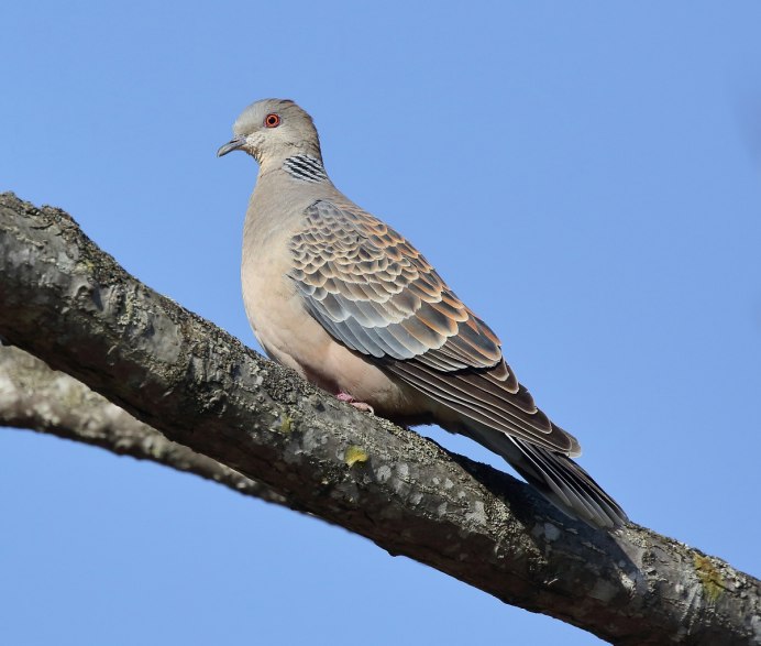 Кольчатая Горлица птенцы