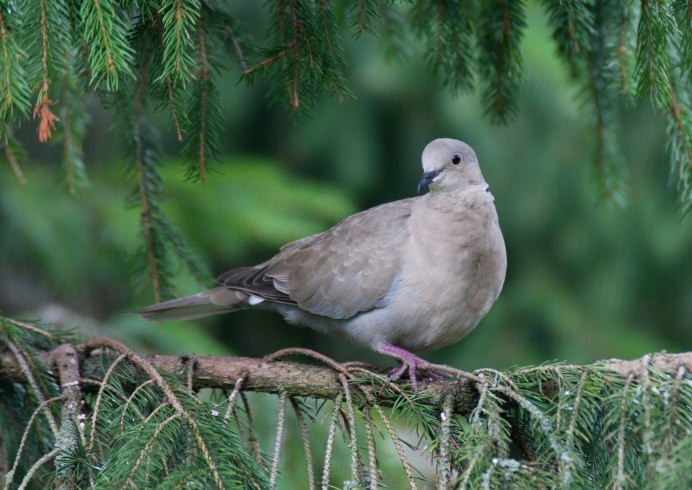 Дикий голубь Горлица обыкновенная