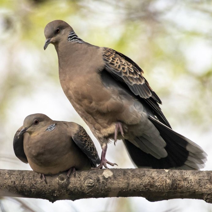 Обыкновенная Горлица (Streptopelia Turtur)