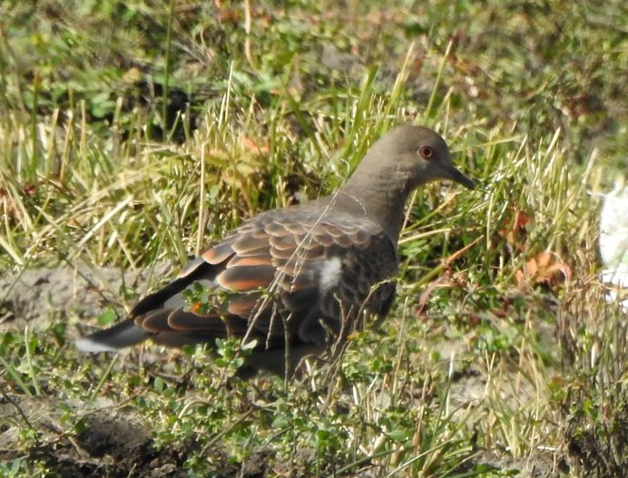 Вяхирь Горлица