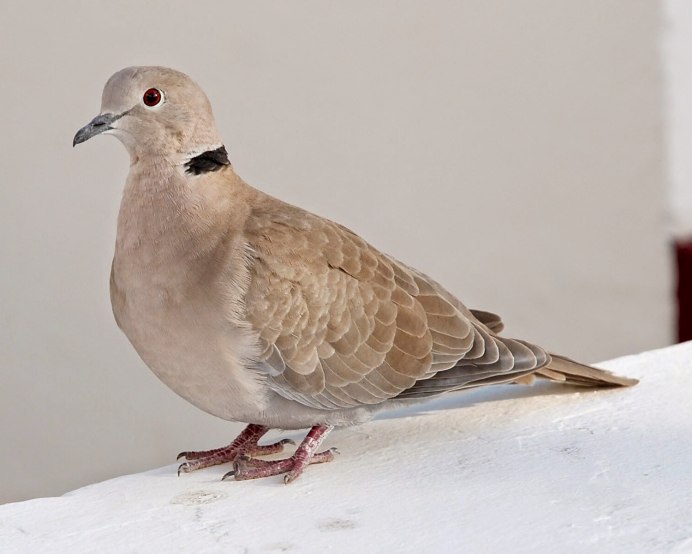 Горлица птица фото