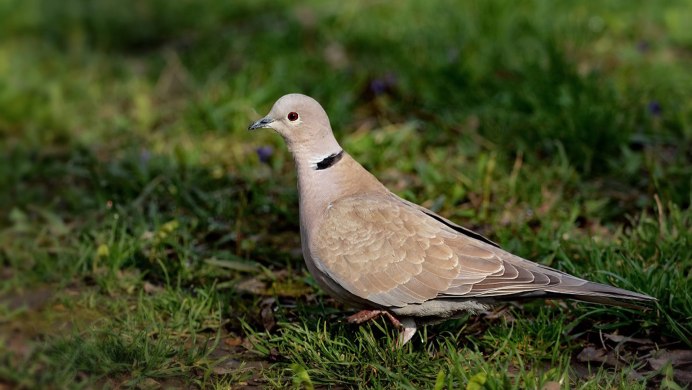 Обыкновенная Горлица (Streptopelia Turtur)