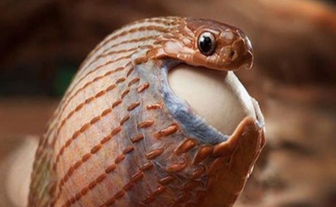 Dasypeltis scabra