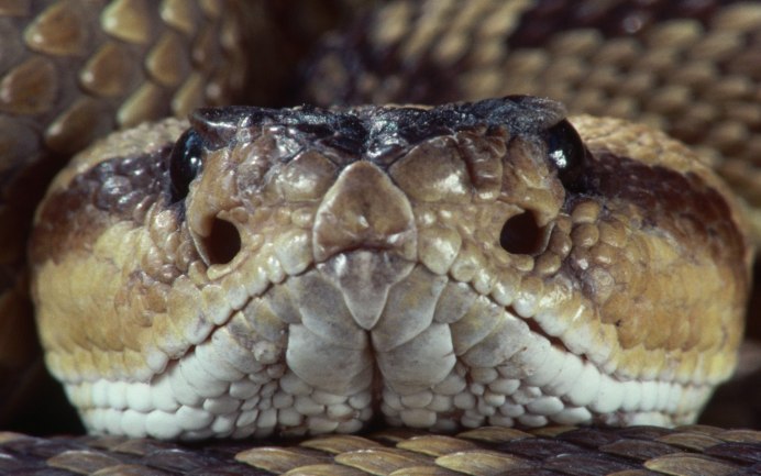 Viper змея