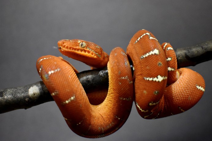 Dasypeltis Medici