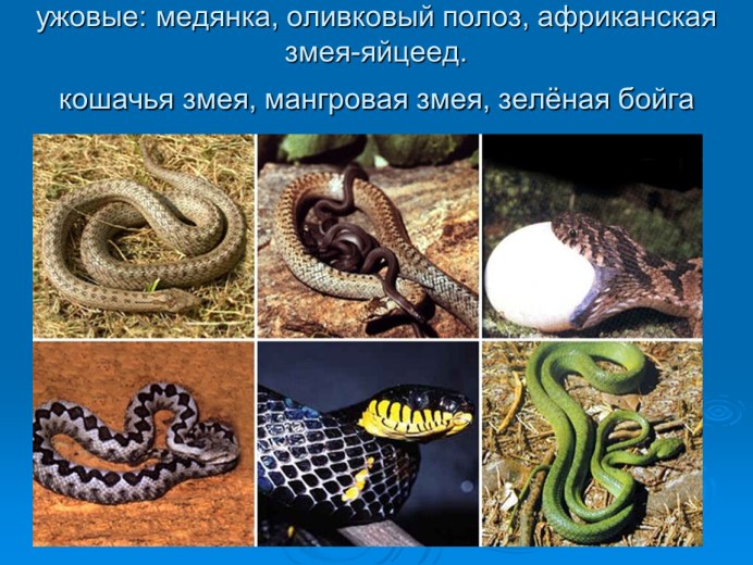 Маисовый полоз глаза